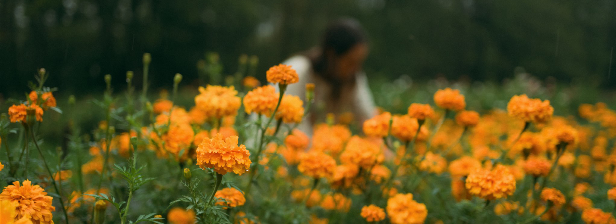 Sea Change Farm and Flower